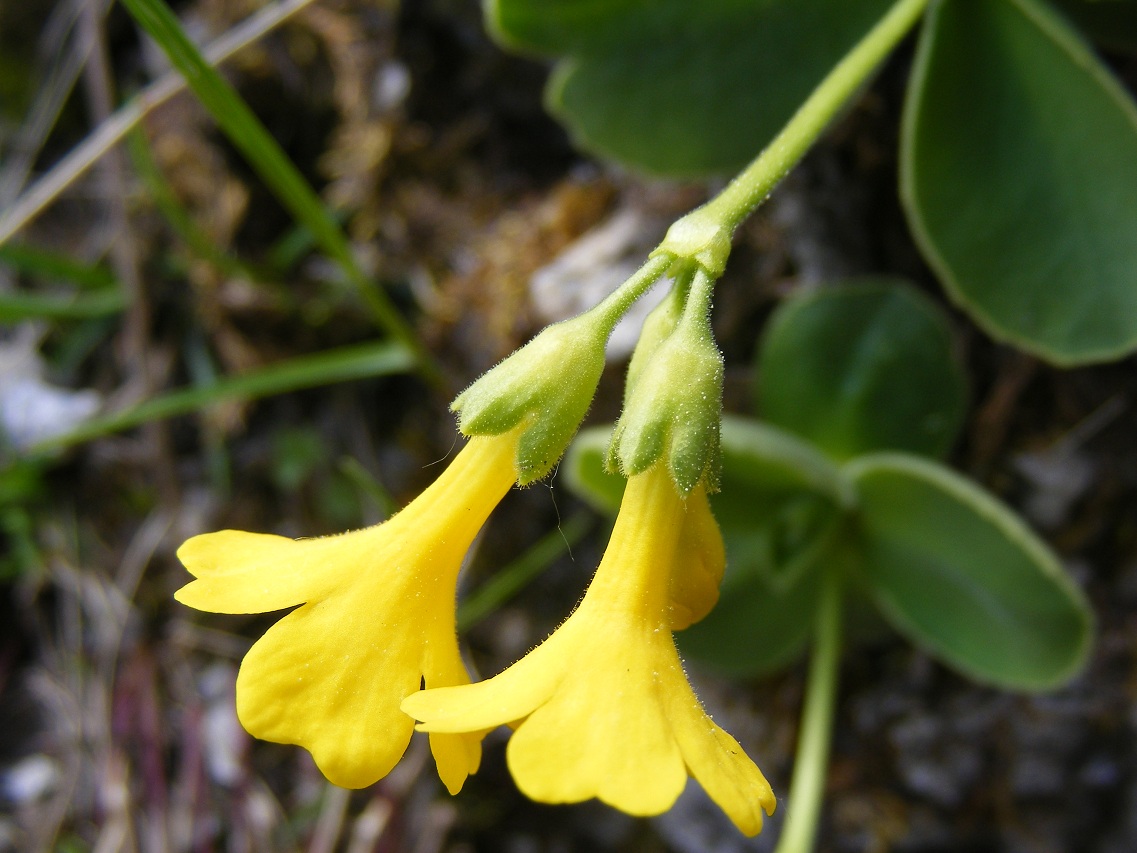 Strani peli nell''orecchio dell''orso - Primula auricula